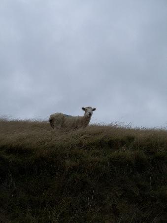 Schaf bei der Summit Road