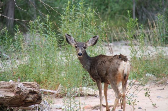 Ein wunderschönes Tier.