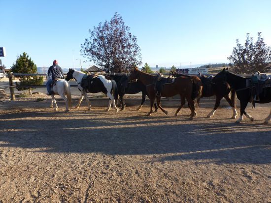 Dann wurden endlich die Pferde gebracht. Das sah so schön aus!
Wir wunderten uns dass wir die einzigen waren die warteten.
Reiten wir alleine oder was?