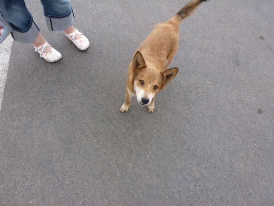 Draußen treffen wir auf diesen zutraulichen neugierigen Hund.
Solche Hunde haben meist nur die Indianer und wir sind ja auch auf Indianergebiet.
Er hat wohl Hunger und zerrt mit den Zähnen an unserer Tüte mit den Shirts.
Wir möchten ihm ein bisschen Brot geben, er verschmäht es jedoch und spuckt es wieder aus - ein Burger wäre ihm wohl lieber gewesen.