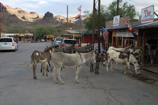 In der Stadt laufen jede Menge wilder Esel herum.
Das kommt daher dass die Goldgräber früher diese Esel als Lasttiere zu den schwer zugänglichen Minen benutzt haben.
Nach der Goldgräberzeit, als die Minen geschlossen wurden, ließen sie die Esel einfach frei.
Diese vermehrten sich natürlich und die Nachfahren davon streunen immer noch durch Oatman und betteln nach Futter.