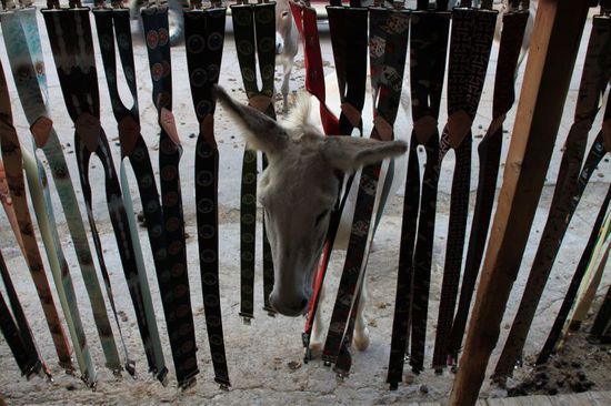 Hier schaut einer zwischen angebotenen Hosenträger neugierig ins Geschäft hinein.
Ob hier wohl jemand was Essbares für mich hat????