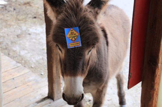 Die wilden Bergesel - die Burros - eine heute nur noch seltene mexikanische Tierart bekommt einen Aufkleber auf die Stirn dass man die nicht füttern soll.
Mir ist das jetzt wurscht - die sind so goldig.