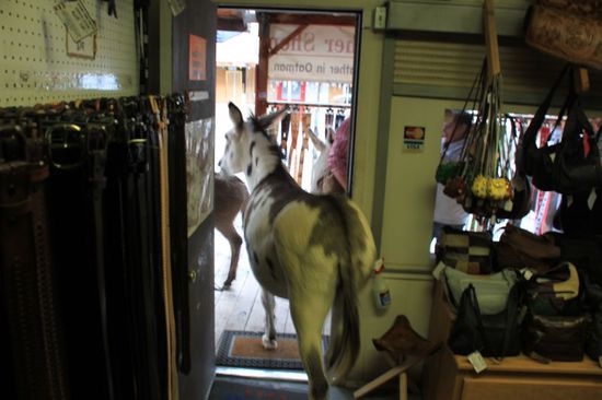 Ich gehe in einen Laden und kaufe für einen Dollar Eselfutter.
Einer der Esel ist so begeistert und kann es nicht abwarten, er kommt einfach in den Laden gelaufen.
Die Besitzerin ist aber verständlicherweise nicht so begeistert davon und kommt hinter der Kasse mit einer Sprühflasche voll Wasser hervor.
Der Esel ist nicht sehr erbaut über die nasse Dusche im Gesicht und flieht beleidigt nach draußen.
Wir können uns kaum noch halten vor Lachen - die Situation ist genial witzig.