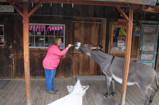 Draußen fange ich an zu füttern, die Esel kommen zahlreich herbei und sind richtig stürmisch.
Als das Futter alle ist werden sie auch ein bisschen rabiat und ich muss schnell flüchten.
Bernhard und alle Leute drumherum müssen lachen wie ich da so vor den Eseln wegrennen muss.