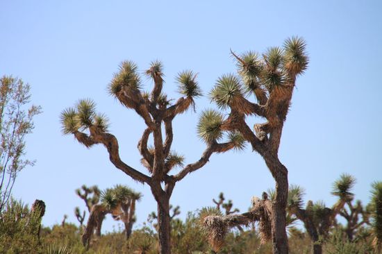 Der Park heißt so wegen dieser Bäume - das sind Joshua Trees.
Benannt nach dem Prophet Joshua weil sie die Arme (Äste) gen Himmel strecken wie dieser Prophet zu Gott sprach.
Eine schöne Geschichte wie ich finde.