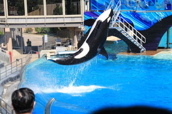 Die Show beginnt und ich bin total begeistert.
Eigentlich hätte ich das gar nicht von mir gedacht, denn ich bin am Anfang nur Bernhard zuliebe mitgegangen.
Jetzt bin ich superfroh hier zu sein.
Die Orcas können wirklich viel und es ist erstaunlich wie gut sie auf die Trainer reagieren.