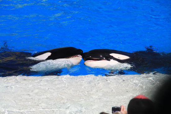 Die beiden Wale sollten sich küssen und sie haben es auch tatsächlich gemacht. Das sieht sehr putzig aus irgendwie.