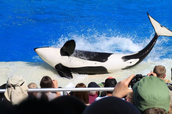 Unser Lieblingsfoto - nie hätten wir gedacht dass ein Wal komplett aus dem Wasser geht.