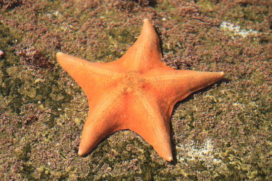 Die Seesterne liegen in einem flachen Wasserbecken und man kann sie anfassen.
Ich habe darauf verzichtet, aber Bernhard hat es gemacht und meint sie fühlen sich an wie ein fester Schwamm.