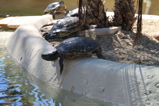 Auf die Riesenschildkröten habe ich mich am allermeisten gefreut und ich bin ganz aufgeregt als wir das Gehege endlich erreichen.