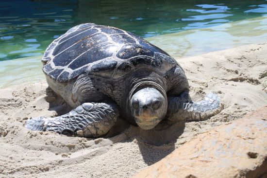 Eine der Schildkröten ist besonders riesig, sie liegt ausserhalb des Wassers im Sand und sonnt sich.
Sie ist unfassbar groß, nie hätte ich gedacht dass es solch große Schildkröten gibt.
Alle Leute denken erst dass sie unecht ist, doch dann bewegt sie sich und hebt den Kopf.