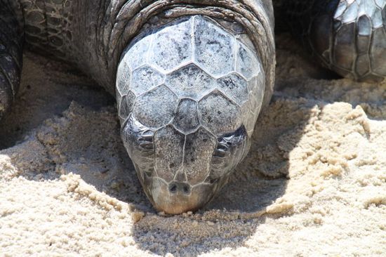 Der Kopf ist so groß wie der eines kleinen Kindes.