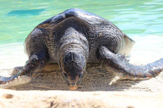 Plötzlich fängt sie an sich rückwärts zu schaffen und ins Wasser zu plumpsen - es ist ihr wohl dann doch zu warm geworden.