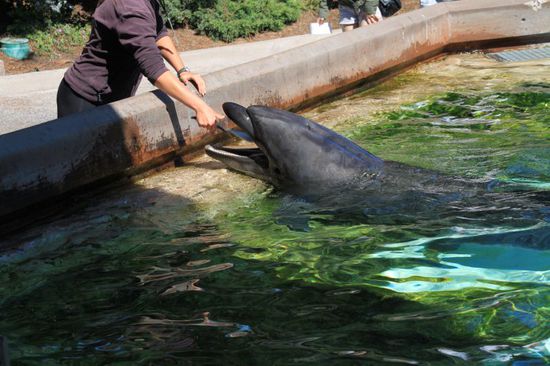 Die Delfine werden gefüttert, es können auch Zuschauer mithelfen.
Ich hätte schon Lust gehabt mal einen Delfin anzufassen, jedoch muss man sich in eine lange Schlange von fütterungswilligen Menschen einreihen und die ist so lang dass es wahrscheinlich eine Stunde dauern würde bis man selbst dran ist.
So verzichte ich lieber damit wir noch was anderes sehen.