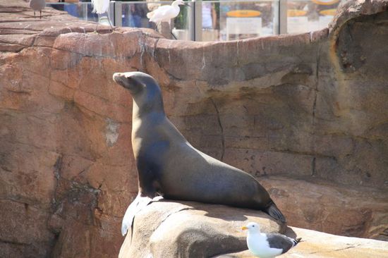 Dann kommen wir zu den Sea Lions.
Die sind auch lustig und an einem kleinen Stand kann man sich eklig anzufühlende kleine Fische kaufen und sie füttern.
Weil jeder was abhaben will werden sie von Zeit zu Zeit ganz schön biestig gegeneinander und beißen sich und brüllen sich an.
Wenn gerade niemand füttert sonnen sie sich genüsslich.