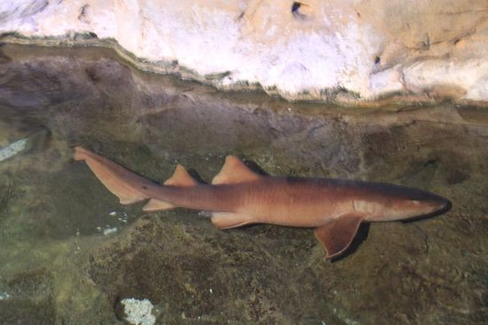 Das Haibecken - hier ist ein kleiner Baby-Hai zu sehen.