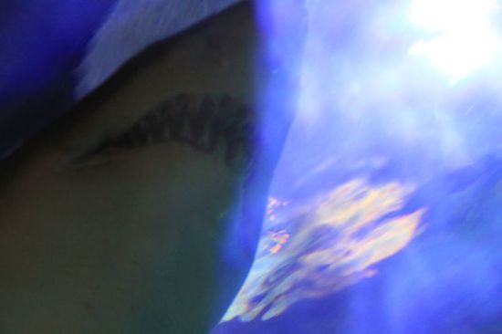 In einem großen Becken durch das man in einer Röhre auf einer Art Rollbahn gefahren wird, schwimmen richtig große Tiere um einen herum.
Das Gebiss ist schon ganz schön schaurig und im Kopf hat man sofort die Musik vom Film "Der weisse Hai".