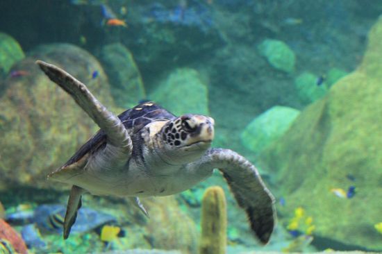 Das Schildkrötenbecken von unten - es ist als wunderschönes Aquarium angelegt mit vielen bunten Fischen.
Wie ein Taucher kann man die Tierwelt unter Wasser beobachten.