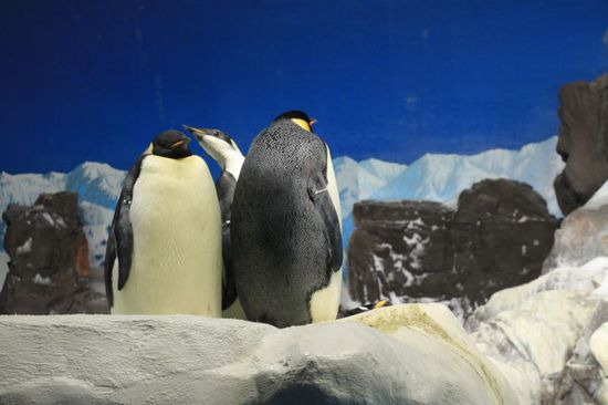 Die allergrößten stehen schlafend auf einem Eisberg herum.