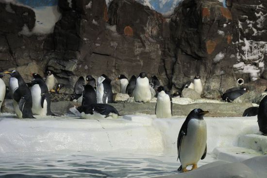 Die kleinen sind unermüdlich am geschäftigen hin und her rennen, nur wenig stehen mal still.