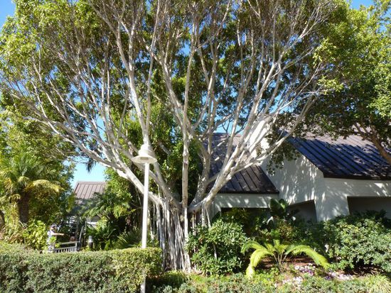 Ein schöner und außergewöhnlicher Baum, besonders der Stamm der ausser dem Hauptstamm ganz viele dünne Stämme hat.