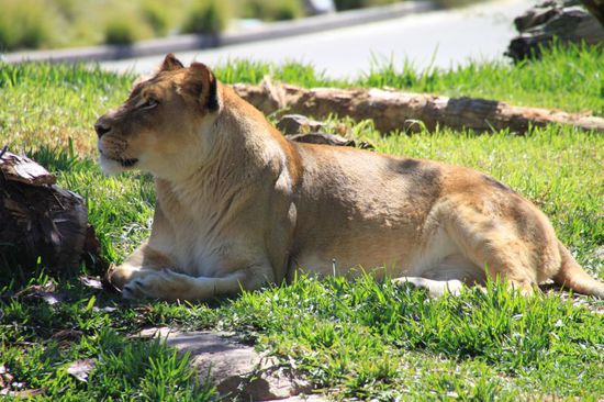 Beim Löwengehege bleiben wir lange.
Die sind richtig aktiv und geben uns somit schöne Fotomotive.
So nah waren wir Löwen noch nie!