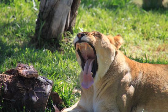 Da möchte ich nie-nie-niemals dazwischenkommen!