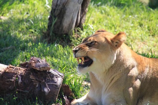 Ganz schöne Zähne, gell?