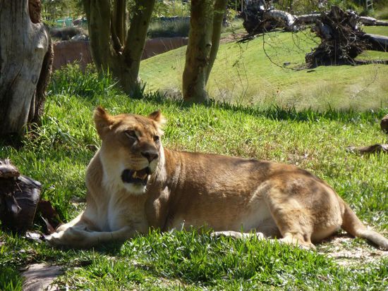 Man kann gut sehen in welch gepflegten und schönen Gehegen die Tiere sind.