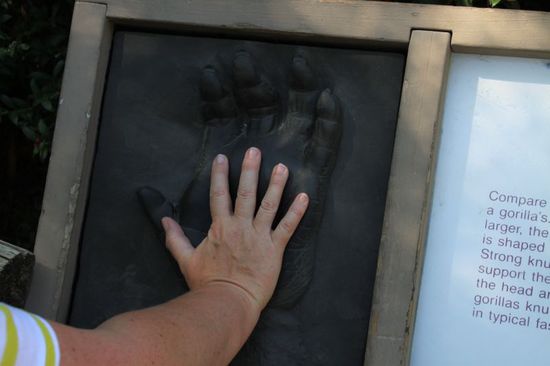 Hier kann man sehen was für große Tiere das sind, die Hände sind riesig!