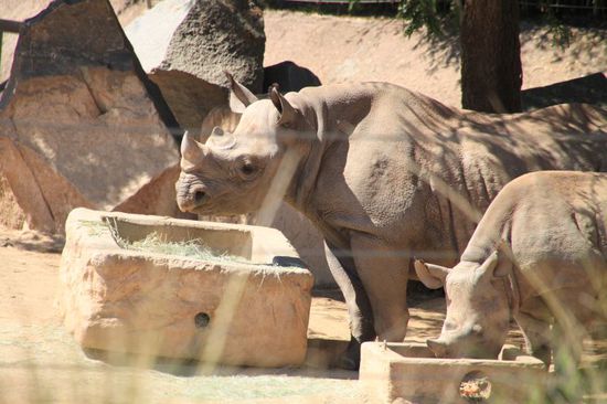 Friedliche Nashörner