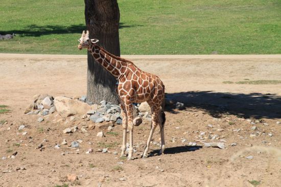 Fast könnte man denken wir wären in Afrika auf einer Safari!