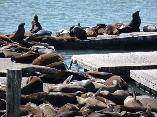 Seelöwen am Fisherman`s Wharf - ooooonk oooooonk ooooooonk - so in etwa hören sich die Laute an die sie von sich geben.