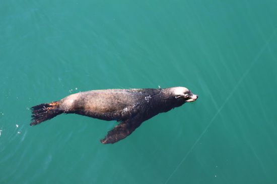Am Ende des Stegs angekommen stehen einige Angler.
Plötzlich taucht zwischendrin ein lustiger Seehund auf.
Wie schön dieses Tier in völlig freier Natur zu sehen und nicht im Zoo.