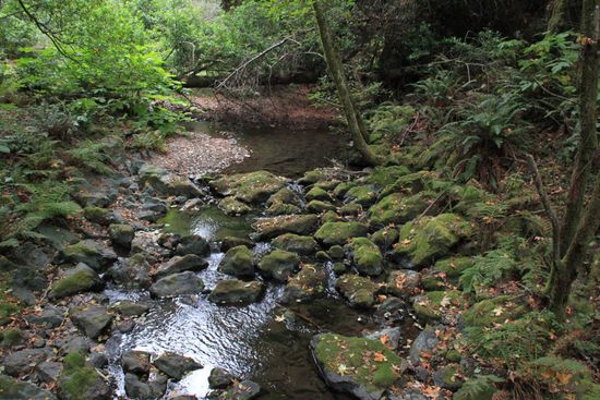 Plätschernder Bach im Park - man fühlt sich in die Nibelungensage versetzt.