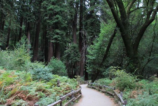 Die Wege sind toll zu laufen, ganz glatt gewalzt und teilweise sogar aus dicken Holzplanken wie ein Boardwalk gestaltet.