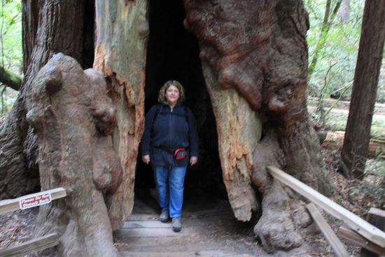 Dann kommen wir aus dem Staunen nicht mehr raus.
Was für ein dicker Stamm!
Der Baum lebt weiter obwohl er so gespalten ist dass man hineingehen kann!