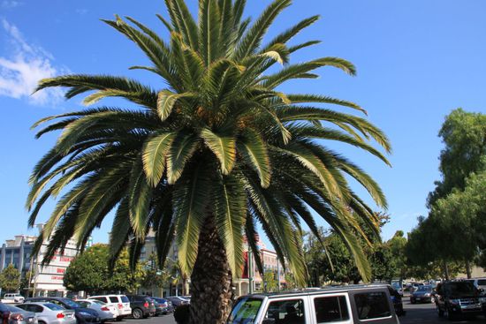 Jetzt wurde es Zeit nach San Francisco zurückzufahren und im Hotel auszuchecken und das Gepäck zu holen.
Wir wollten es nicht im Auto lassen während wir auf irgendwelchen einsamen Parkplätzen im Wald stehen.
Um 12 Uhr ist spätester Check Out, um 10 vor 12 waren wir am Hotel, das nennt man echtes Timing.
Schnell Gepäck ins Auto, dem Noah am Check In ein letztes Goodbye gesagt und nun geht er endlich richtig los unser Roadtrip - wir sind zum ersten Mal auf Tour.
Unser Zwischenziel heißt San Jose - wir wollen ins Winchester Mystery House.
Dort am Parkplatz angekommen erwarten uns eine Menge solcher Palmen die den parkenden Autos Schatten spenden - wir sind unübersehbar in Kalifornien - yeah!