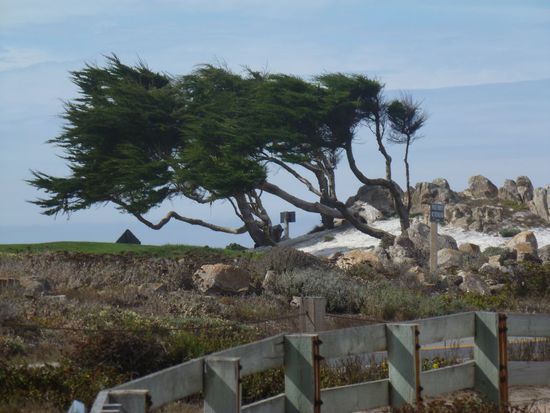 Man sieht von welcher Seite der Wind kommt wenn er weht.
Die Bäume haben schon die Richtung angenommen.