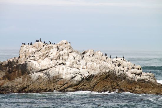 Der Sea Lions Point - ein Felsen voller Seelöwen und vielstimmig hört man wieder dieses ooooonk - oooooonk - oooooonk.