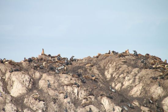 Noch einmal die Seelöwen - die gefallen uns besonders gut.
Da wissen wir noch nicht dass wir die heute noch hautnah auf kurzer Distanz erleben können.