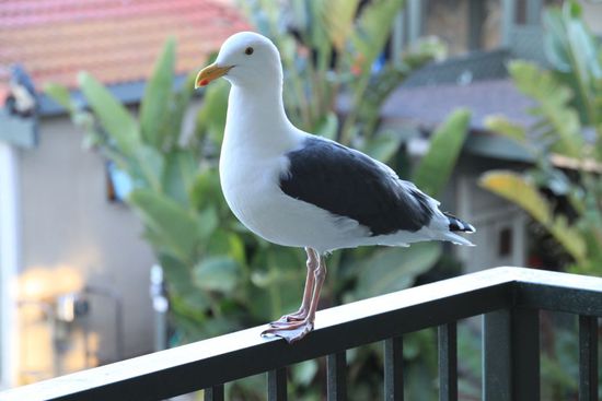 Wir setzen uns kurz auf den Balkon und genießen die angenehme Morgenluft.
Da besucht uns diese hungrige Möwe und setzt sich auf das Balkongeländer.