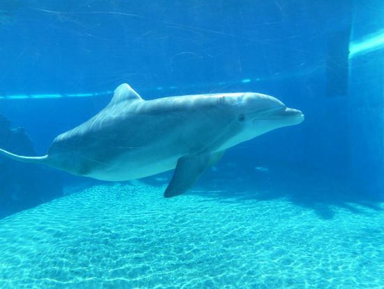 Es war wieder so unfassbar warm - weit über 40 Grad schon am frühen Morgen.
Trotz dieser Hitze standen wir wie gebannt vor dem blauen Becken mit den Delfinen - diese waren lieb, zutraulich und neugierig.
Vorwitzig bestaunten sie die Touristen, genauso wie wir sie bestaunten.