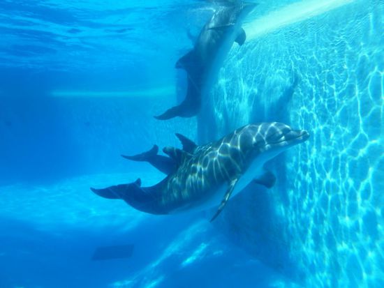 Am Unterwasserbecken hielten wir uns länger auf und konnten gar nicht aufhören zu fotografieren.