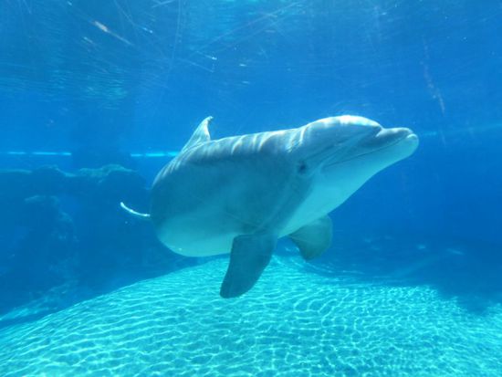 Die Delfine kamen teilweise ganz nah und schauten uns direkt an.