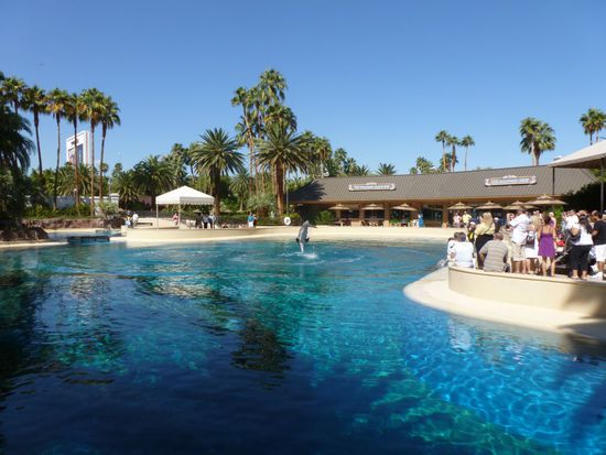 Die ganze Anlage der Delfine, hinten am Becken springt gerade einer aus dem Wasser.