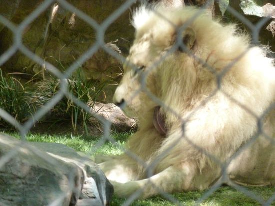 Weißer Löwe bei der Morgentoilette.