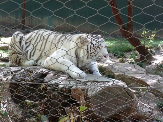 Weißer Tiger - ist das nicht ein wunderschönes und imposantes Tier?