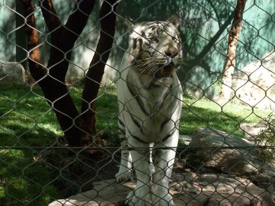 Stolz und mächtig steht er da.
Es gab auch noch einen schwarzen Panther und noch mehr weiße Löwen und Tiger, jedoch lagen bei der Hitze die meisten Raubkatzen in einer schattigen Ecke und ließen sich mit Wasser bestäuben das hier überall in den Gehegen sprüht.